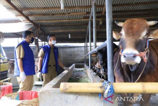 Pemkot Tangerang Prediksi Penjualan Hewan Kurban Meningkat Tahun Ini - GenPI.co BANTEN