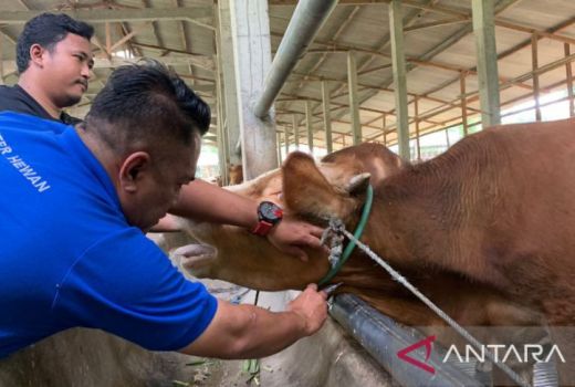 Cegah Antraks, Pemkot Serang Perketat Distribusi Ternak dari Gunung Kidul - GenPI.co BANTEN