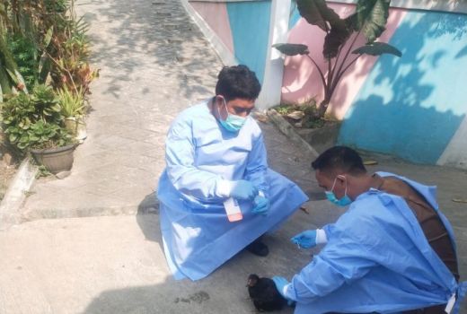 Puluhan Ayam Mati Mendadak, Pemkab Lebak Beber Penyebabnya - GenPI.co BANTEN