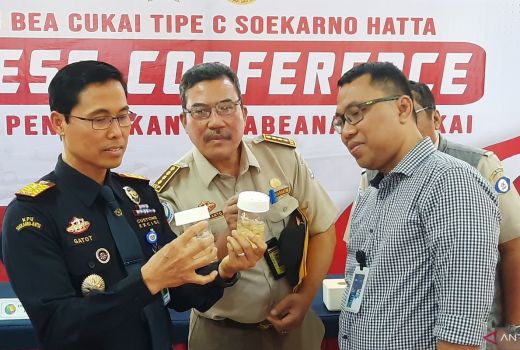 Penyelundupan 34.222 Baby Lobster Digagalkan Bea Cukai Soetta - GenPI.co BANTEN