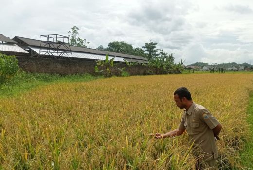 Dinas Pertanian Lebak Kekurangan Stok Benih Padi Varietas Unggul - GenPI.co BANTEN