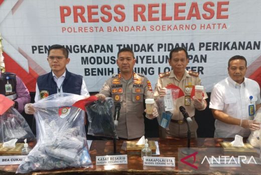 Polisi Tangkap 2 Penyelundup 107.800 Benih Lobster di Soetta - GenPI.co BANTEN