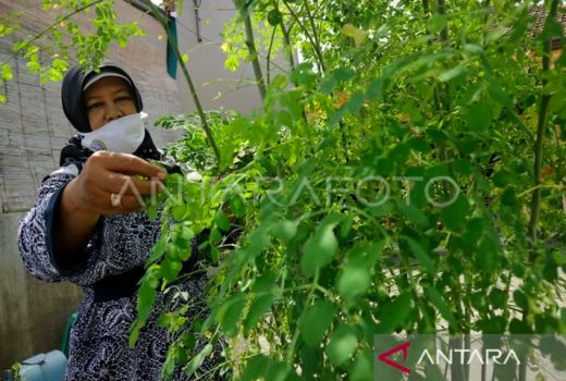 Manfaat Daun Kelor untuk Kesehatan, Gula Darah Turun - GenPI.co BANTEN