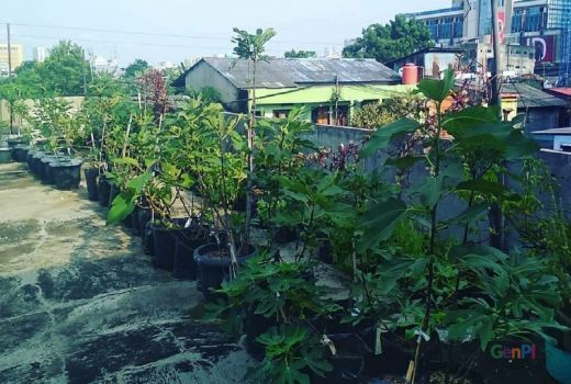 7 Manfaat Berkebun yang Sayang untuk Dilewatkan, Apa Saja? - GenPI.co BANTEN