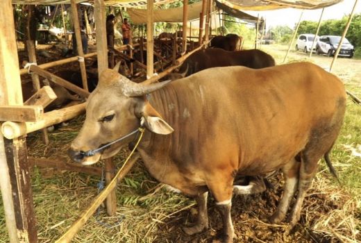 Sapi Bali Jadi Primadona Hewan Kurban, Harga Ekonomis - GenPI.co