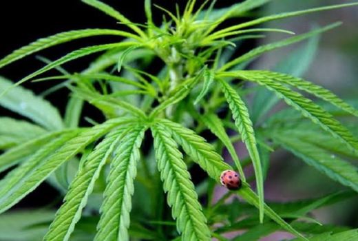 Ganja, Obat Terlarang Ampuh Obati Penyakit Kejang - GenPI.co