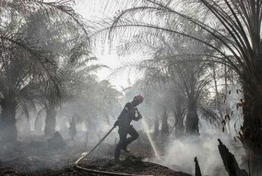 Cegah Karhutla Meluas, KLHK Segel Lahan Milik 62 Perusahaan - GenPI.co