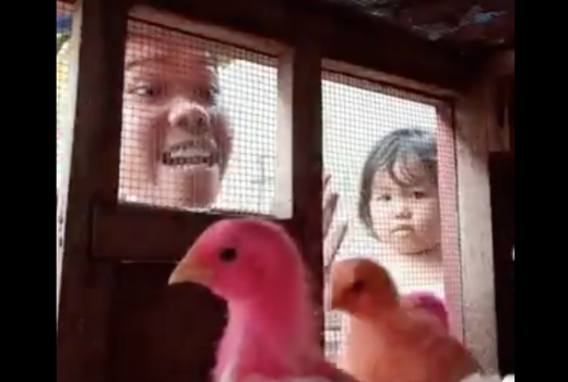Video Lucu Pria Marahi Ayam-Ayamnya Agar Tak ke Rumah Tetangga - GenPI.co