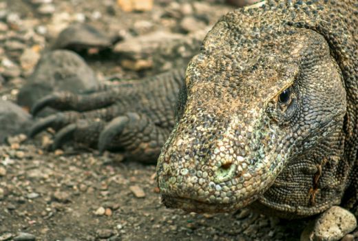 Industri Pariwisata Butuh Kepastian Komodo Labuan Bajo - GenPI.co