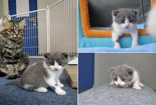 Ini Hasil Kloningan Kucing di China, Biayanya Fantastis! - GenPI.co