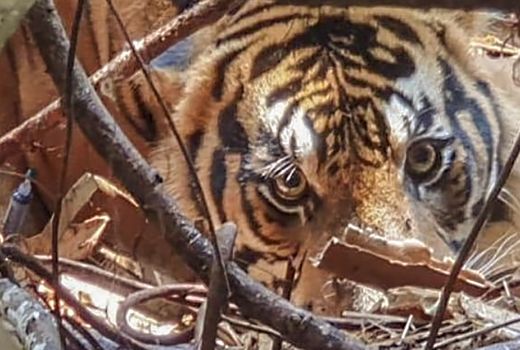 Ini Kronologi Harimau Sumatra Terkam Warga di Inhil Riau - GenPI.co