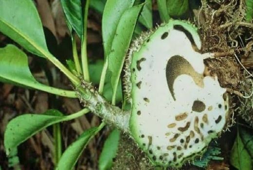 Penyakit Jantung Bisa Diobati dengan Bahan Herbal ini - GenPI.co