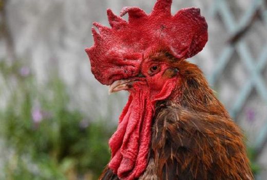 Terjadi, Emak-Emak Berantem Sebab Ayam Rusak Kebun Tetangga - GenPI.co
