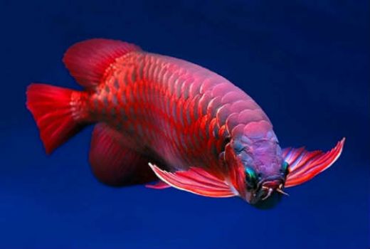 Aneh, Nyolong Ikan Seharga Puluhan Juta Lalu Diolah Jadi Sushi - GenPI.co