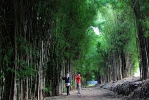 Hutan Bambu Keputih, Taman Instagramable yang Dulunya TPA - GenPI.co