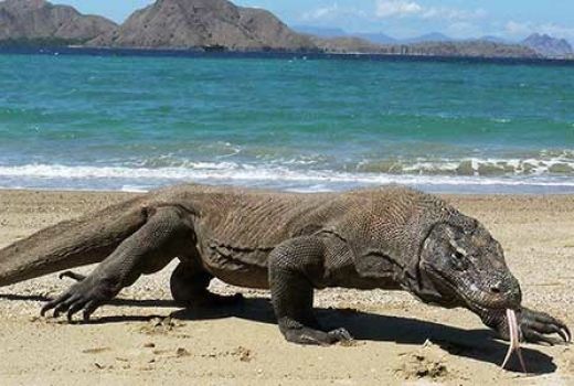 Wisata Pulau Komodo Mulai Bergairah Kembali - GenPI.co