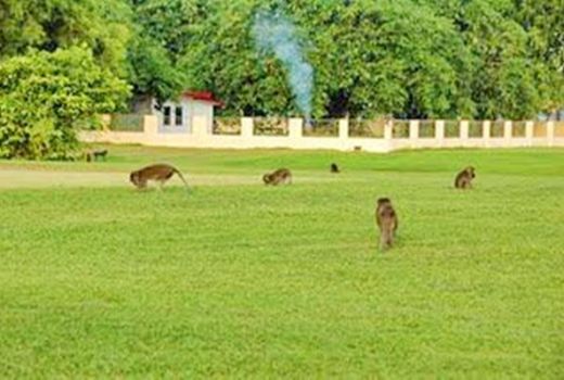 Monyet Keramat di Makam Bagus Kuning, yang Mengganggu Bisa Sial - GenPI.co