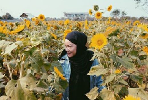 Siapkan Kamera, Ada Spot Bunga Matahari Bermekaran di Tangerang - GenPI.co