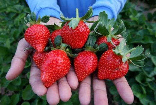 Catat! Buah Stroberi Bisa Tangkal 5 Penyakit Kronis Lho - GenPI.co