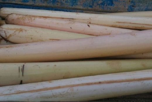 Batang Pisang Ternyata Manjur Sembuhkan Ginjal - GenPI.co