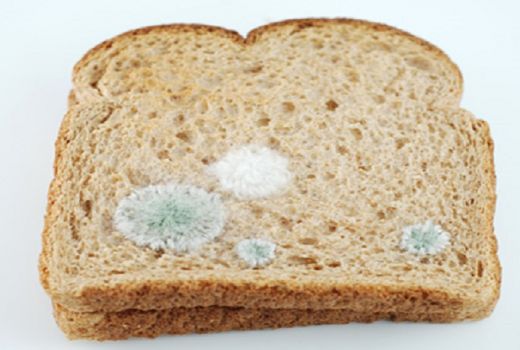 Peringatan Keras, Jangan Makan Roti yang Sudah Berjamur - GenPI.co