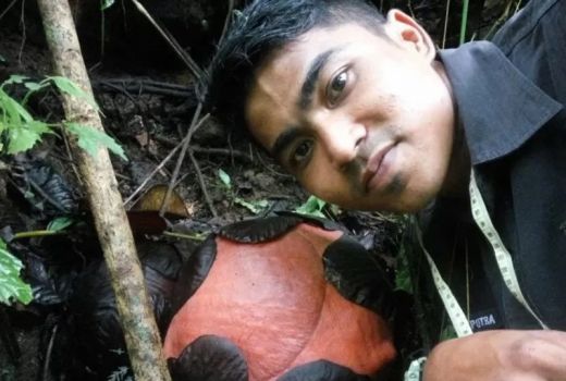 Bunga Rafflesia Terbesar di Dunia Bakal Mekar di Sumbar - GenPI.co