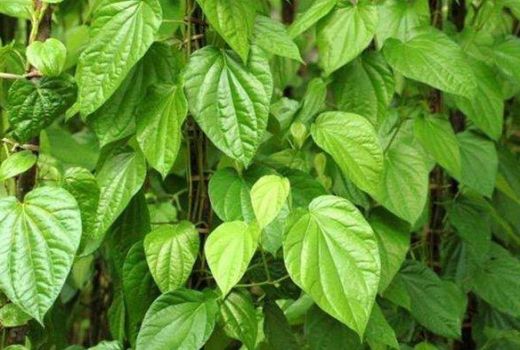 Raih Khasiat Daun Sirih untuk Mengatasi Radang Tenggorokan - GenPI.co