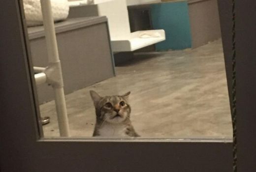Kenalkan Quilty, Kucing Pembela Hak Sesama Hewan - GenPI.co