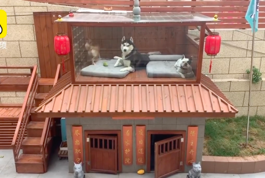 Anjing Hedon di China, Punya Rumah Mewah Plus Fasilitas Lengkap - GenPI.co