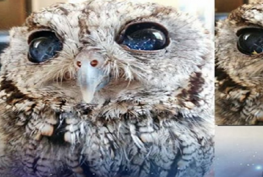 Burung Hantu Zeus Punya Mata Mirip Galaksi - GenPI.co