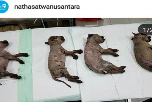 6 Ekor Anjing Disiram Air Panas, Pelakunya Dilaporkan Polisi - GenPI.co