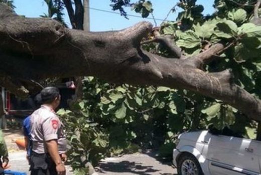 Pohon Tumbang di Universitas Pancasila, Satu Orang Tewas - GenPI.co