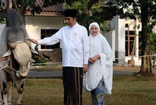 Jokowi Serahkan Sapi Qurban Ongole 1 Ton ke Kebun Raya Bogor - GenPI.co