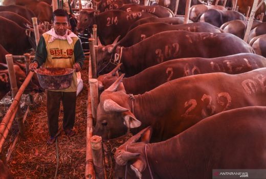 Agar Rileks Sambut Idul Adha, Sapi Diberi Jamu dan Dipijat - GenPI.co