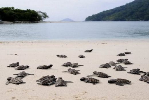 Pulau Penyu Bali Jadi KEK Pariwisata - GenPI.co
