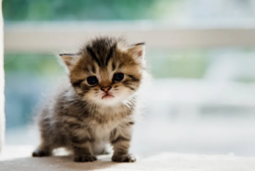 Agar Tak Dibuang Mama, Anak Ini Kasih Nama Tupperware Buat Kucing - GenPI.co
