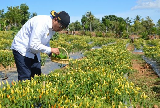 Petik Cabai di Panen Raya, Bupati Bone Bolango Belajar Kesabaran - GenPI.co