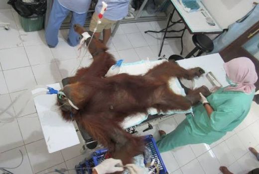 Penembak Orangutan Dihukum Adzan Sebulan, Netizen: Dicambuk Aja! - GenPI.co