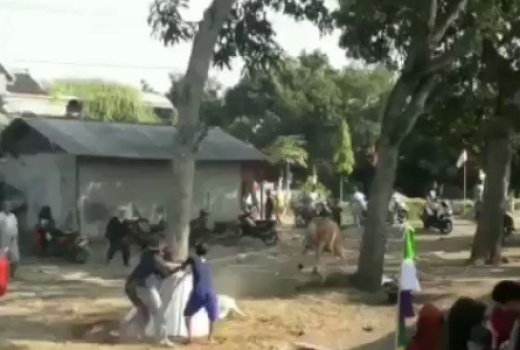 Hendak Disembelih, Sapi Ngacir di Pemalang Bikin Warga Jantungan - GenPI.co
