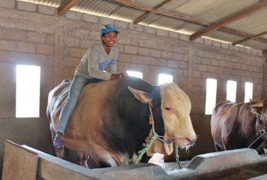 Seperti Ini Penampakan Sapi Kurban Berbobot 1 Ton Pesanan Jokowi - GenPI.co