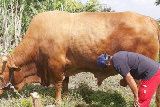 Ini Harga Sapi Limosin yang Dibeli Presiden Jokowi - GenPI.co