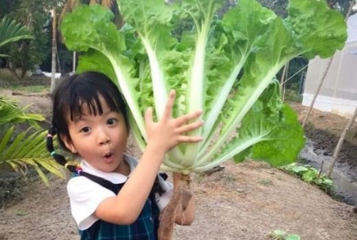 Beruntunglah Kamu yang Suka Makan Pakcoy, Kasiatnya Tokcer! - GenPI.co