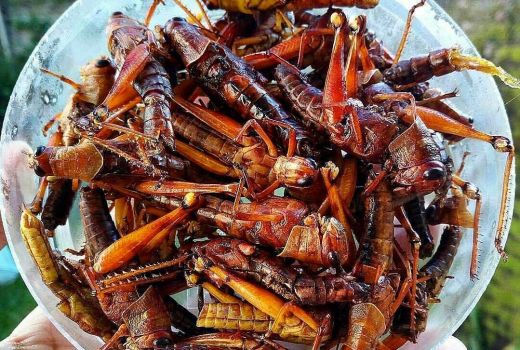 Berani Makan Darah Kukus, Belalang Goreng & Sate Biawak? - GenPI.co