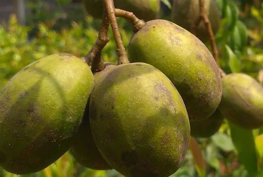 Buah Favorit Emak-emak, Manfaatnya Sungguh Mencengangkan - GenPI.co