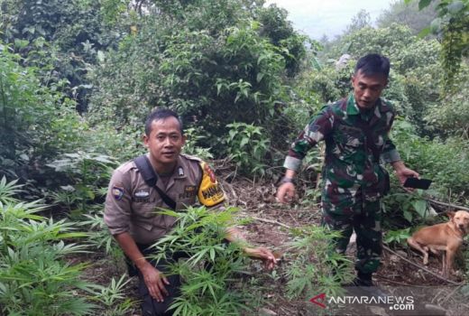Puluhan Batang Tanaman Ganja Tumbuh di Gunung Guntur, Garut - GenPI.co