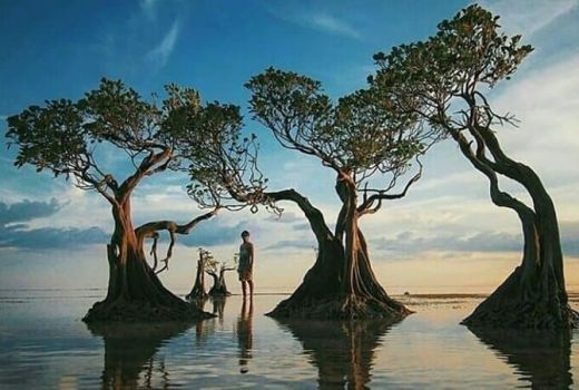 Menikmati Mangrove Menari di Sumba, Segala Rasa pun Membuncah - GenPI.co