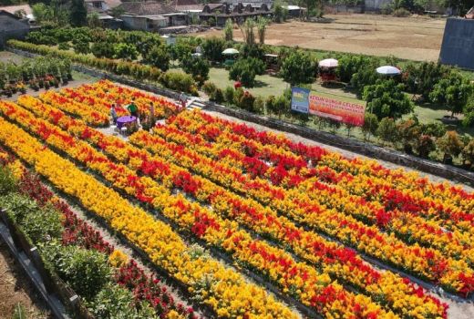 Adiwarna Taman Bunga di Sudut Klaten, Indah Nian Bikin Kangen - GenPI.co