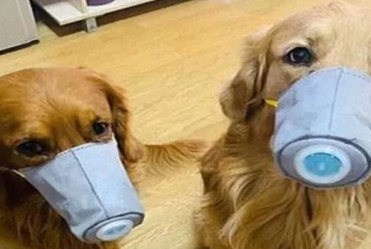 Waspada Virus Corona, Anjing di China Juga Pakai Masker  - GenPI.co