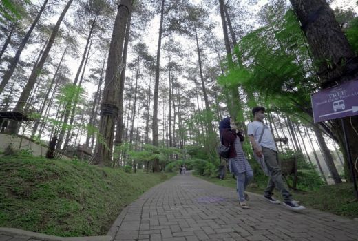 Mau Menikmati Hutan Pinus? 3 Lokasi Wisata Bandung ini Tempatnya - GenPI.co
