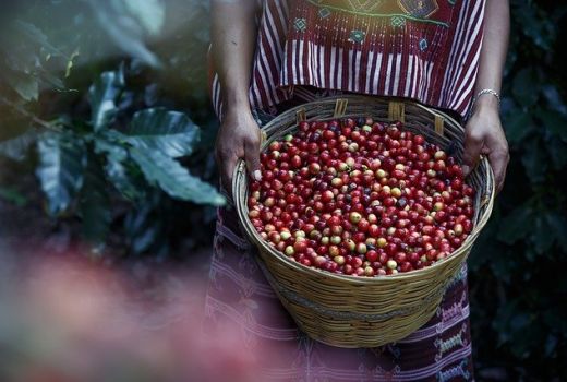 Hari Kopi Nasional, Berikut 4 Kopi Lokal Indonesia yang Mendunia - GenPI.co